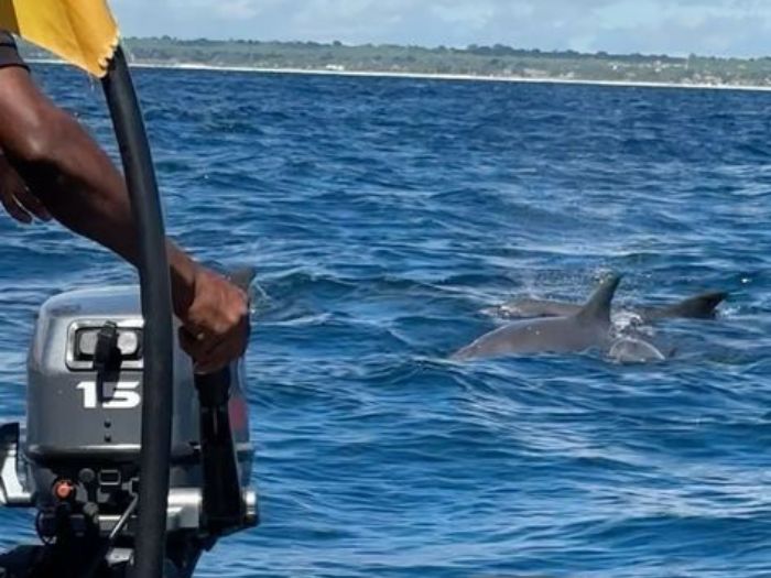 Zanzibar Dolphin Trip